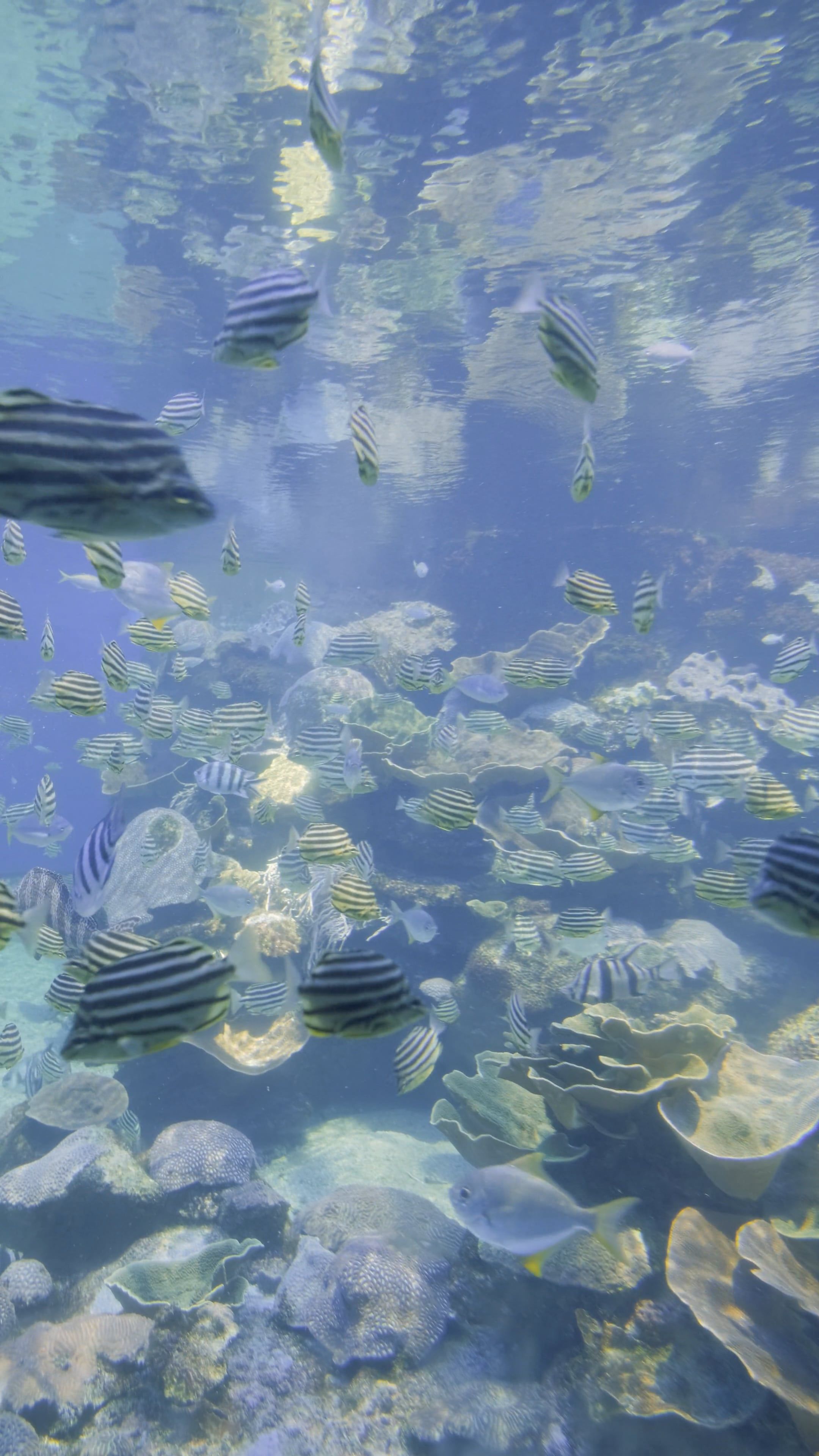 video of a fish underwater 8856784 — free pexels stock footage