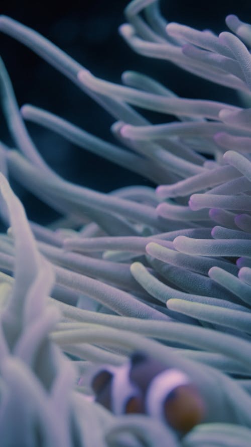 Video of a Clownfish and Sea Anemone