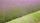 lavender field