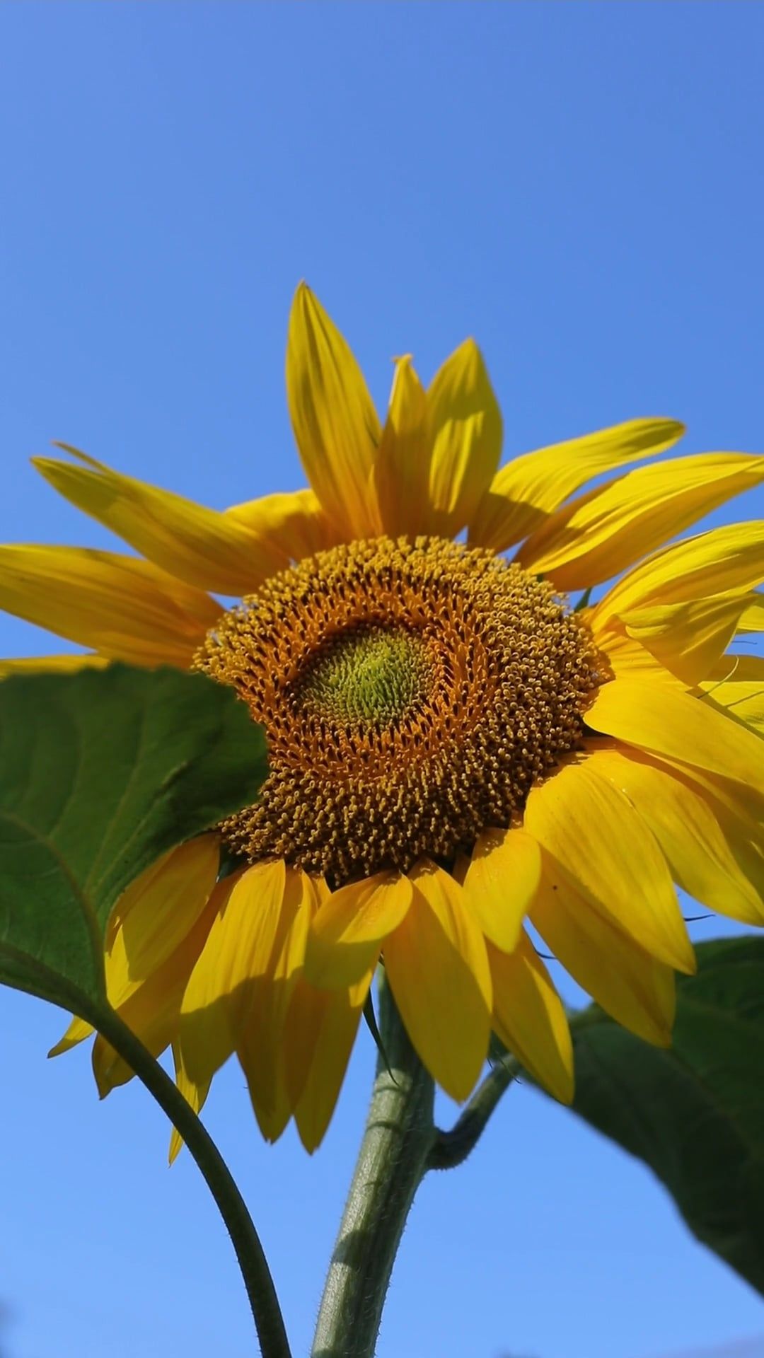 Close Up Video of a Sunflower Free Stock Video Footage, Royalty-Free 4K ...