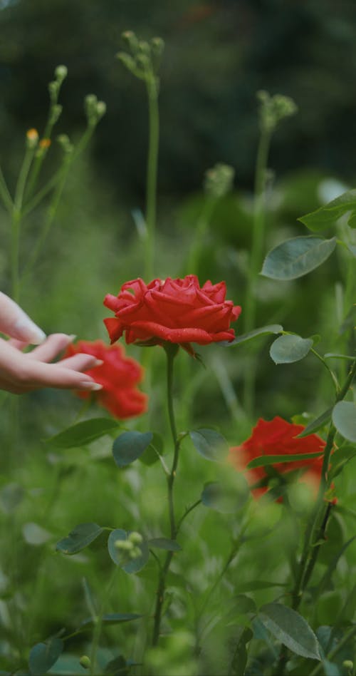 A Close up of a hand Holding a Flower