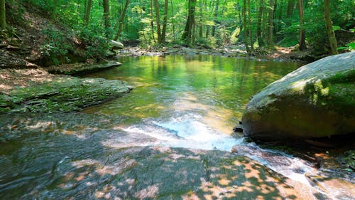 A Forest River