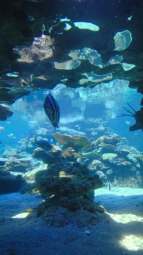 Aquatic Animals Swimming Underwater