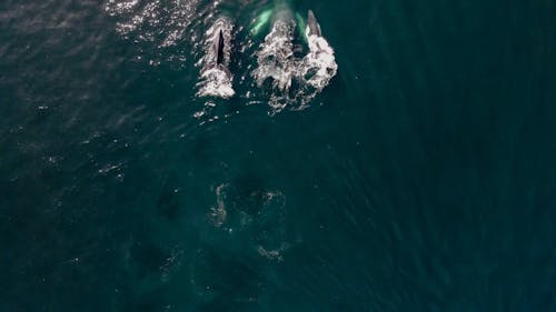 Overhead Shot of Whales Diving in the Ocean