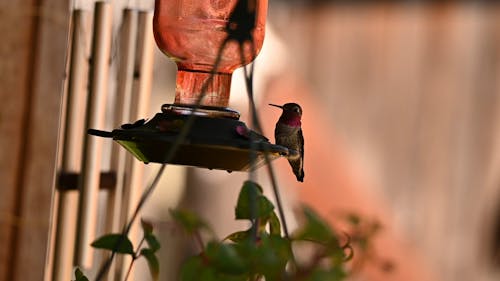 A Hummingbird on a Bird Feeder