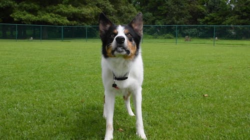 A Dog Running on the Field