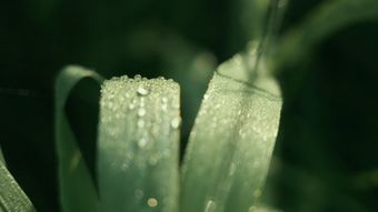 节气白露高清视频视频素材视频素材
