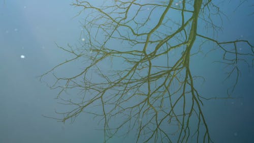 Reflection of the Tree in the Water