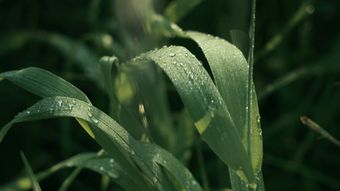 节气白露视频素材免费下载免费下载高清视频视频素材