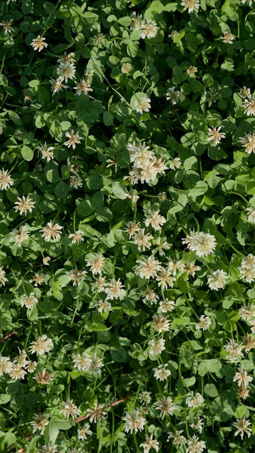 Small White Flowering Plants