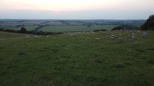 Drone Footage of a Flock on Pasture Grass