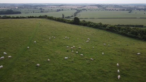 Flock of Sheep Grazing on a Grassland