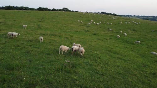 Drone Footage of Sheep on a Grassland