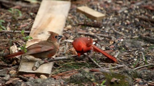 Cardinal Birds on the Ground