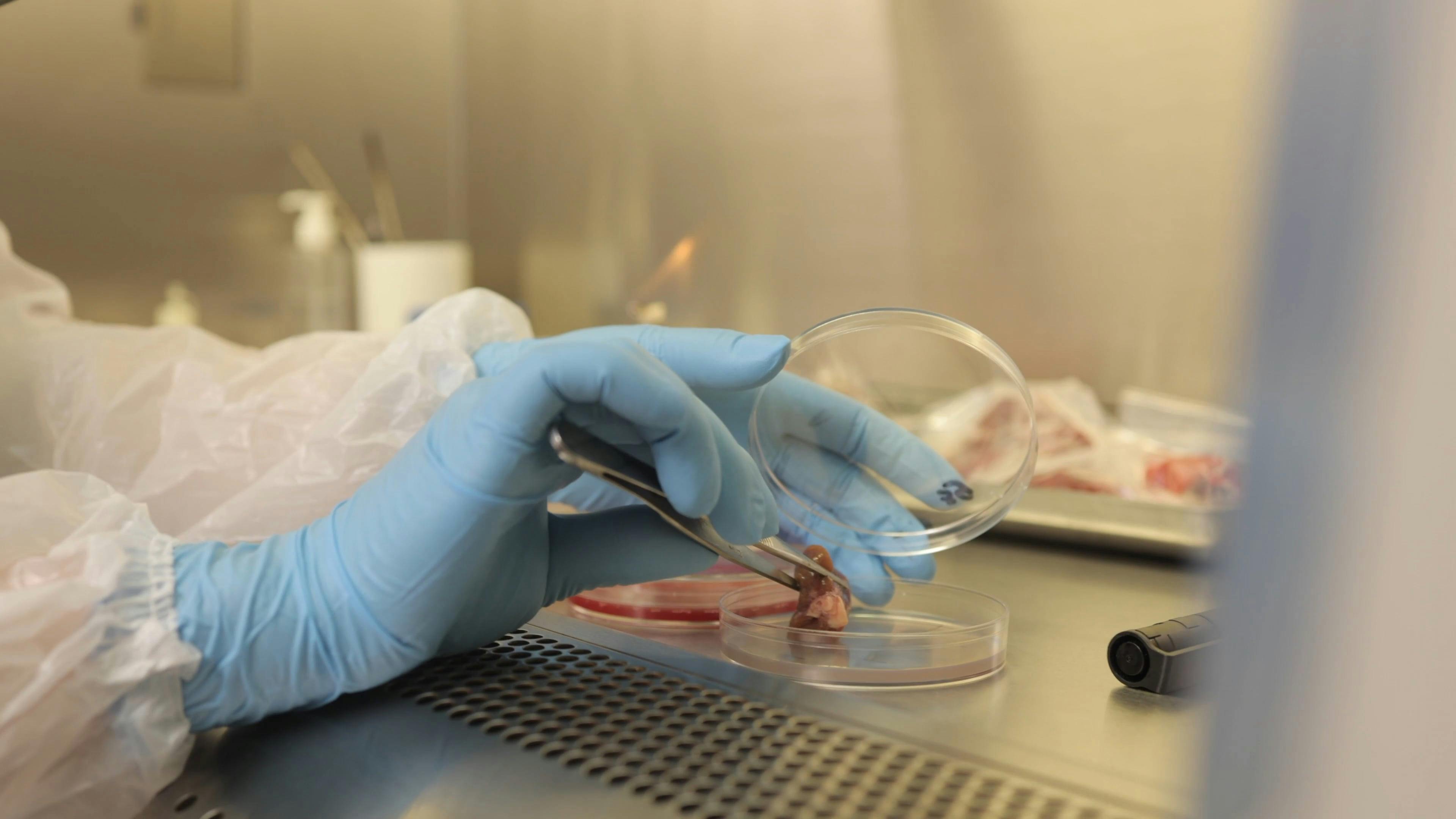 A Person Checking the Specimens in Laboratory · Free Stock Video