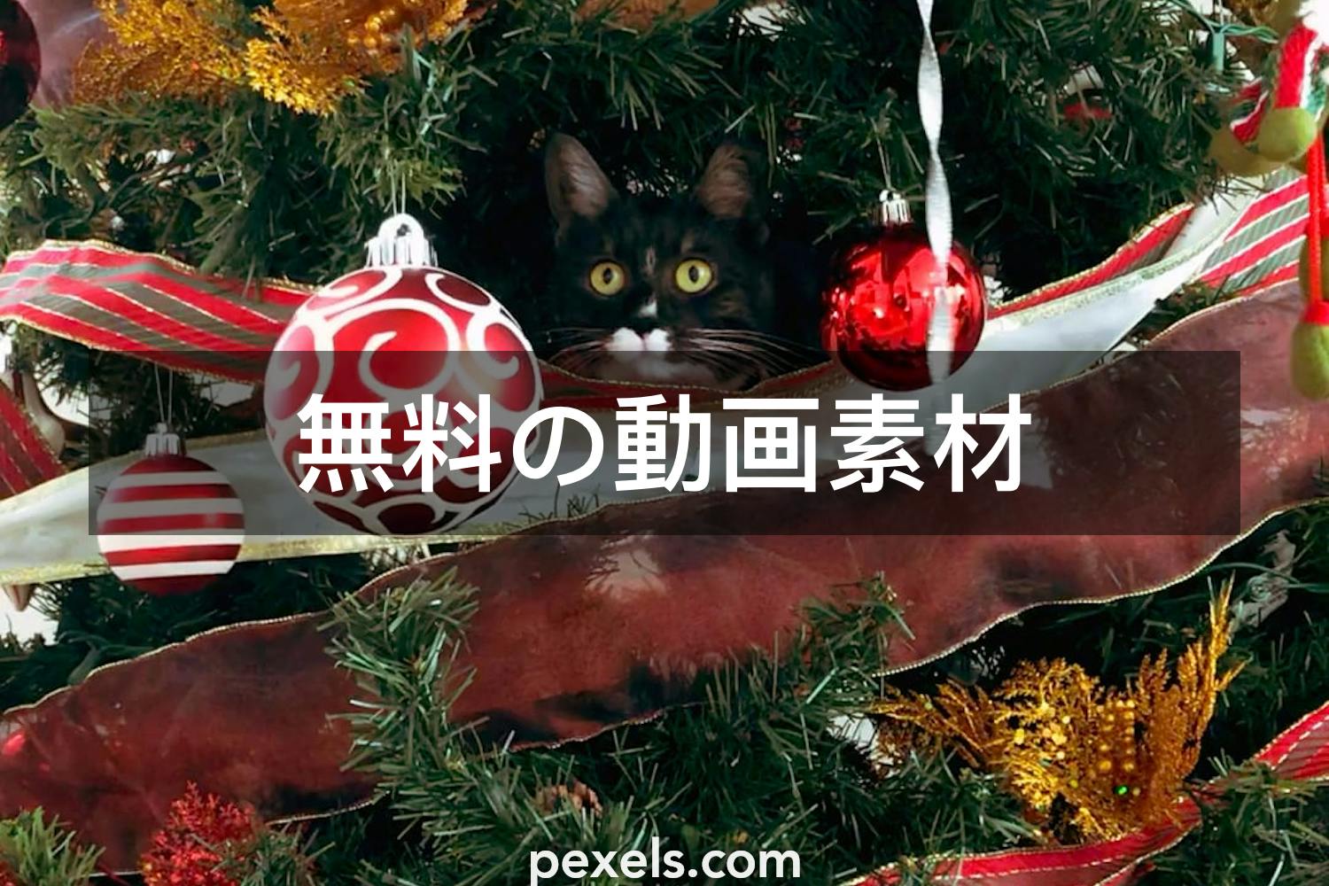 クリスマスボールと一致する動画 Pexels 無料の動画素材