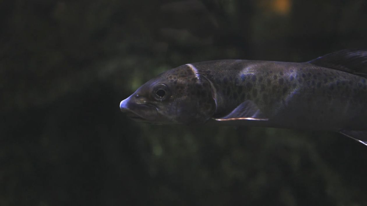 Close Up Shot of a Fish Free Stock Video Footage, Royalty-Free 4K & HD ...