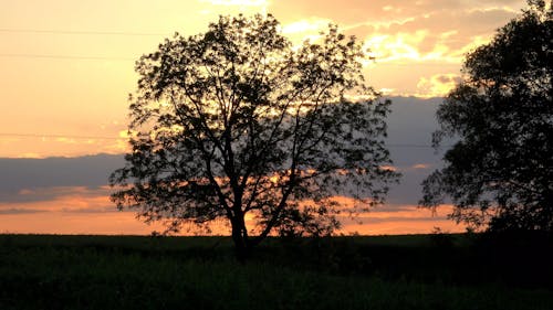 Silhouette of Trees During the Golden Hour