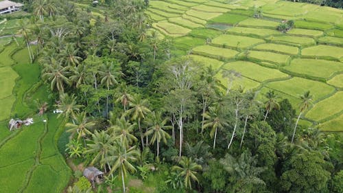 Drone Footage of Rice Terraces