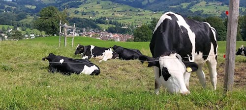 Cow Eating Grass