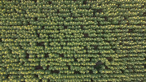 A Birds Eye View of a Sunflower Field