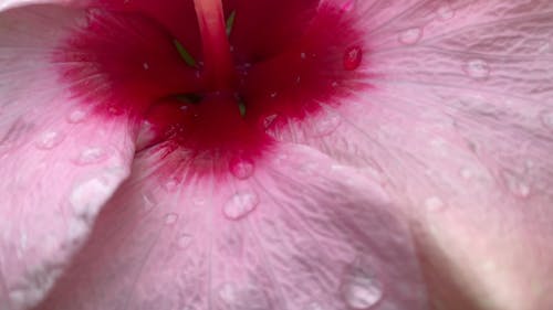 Close Up of a Flower 