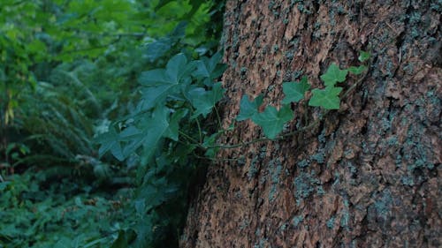 Brown Tree Trunk With Green Leaves 