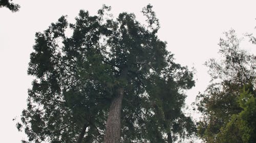 Low Angle Shot of Trees