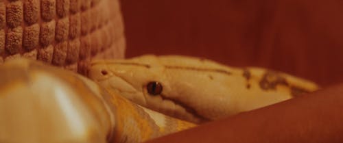 Close Up Shot of a Snake