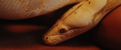 A Snake Crawling on a Surface