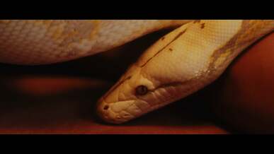 a snake crawling on a surface