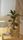 watering plant