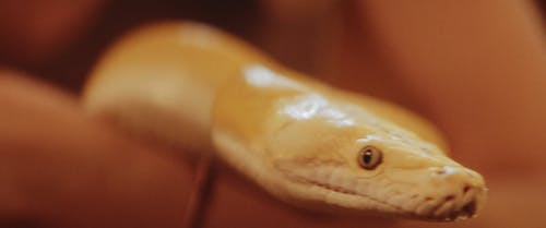 A Viper Snake Moving