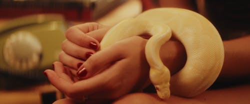 Close-up Video of Woman holding Snake