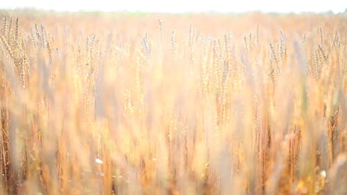 Wheat Growing in a Field