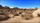 joshua tree
