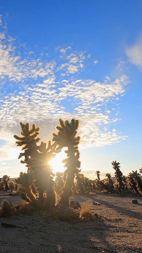 Sun Glare in between Cactuses in a Desert