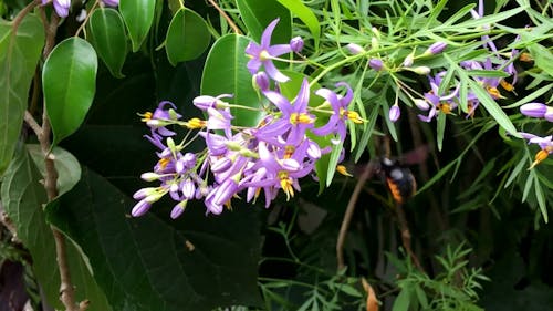 Bee Flying Around Flowers