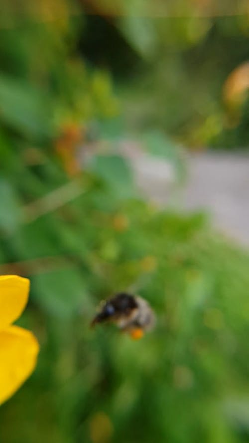 Close-up Footage of a Flying Bee Going to a Yellow Flower