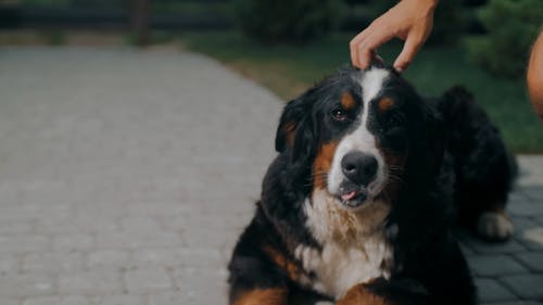 A Person Petting a Dog