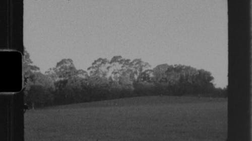 Black and White Footage of a Park