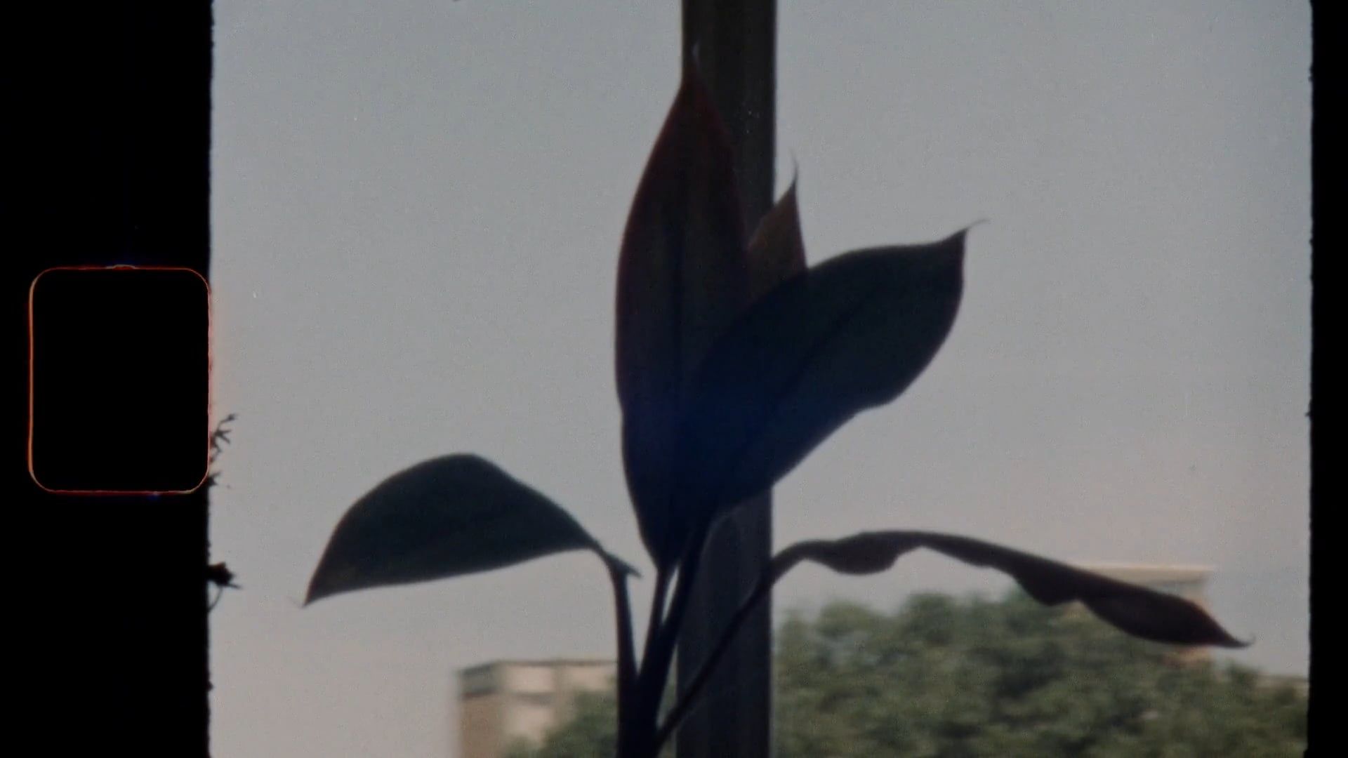 Leaves of a Potted Plant Free Stock Video Footage, Royalty-Free 4K & HD ...