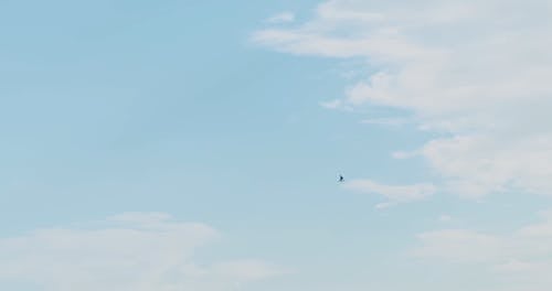 A Bird Flying in the Sky 