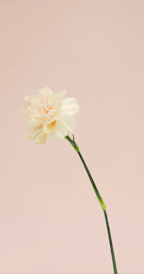 A Flower in Beige Background