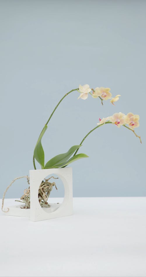  Blooming Orchids in a Vase