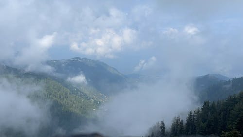 Thick Fog Covering a Mountain Forest