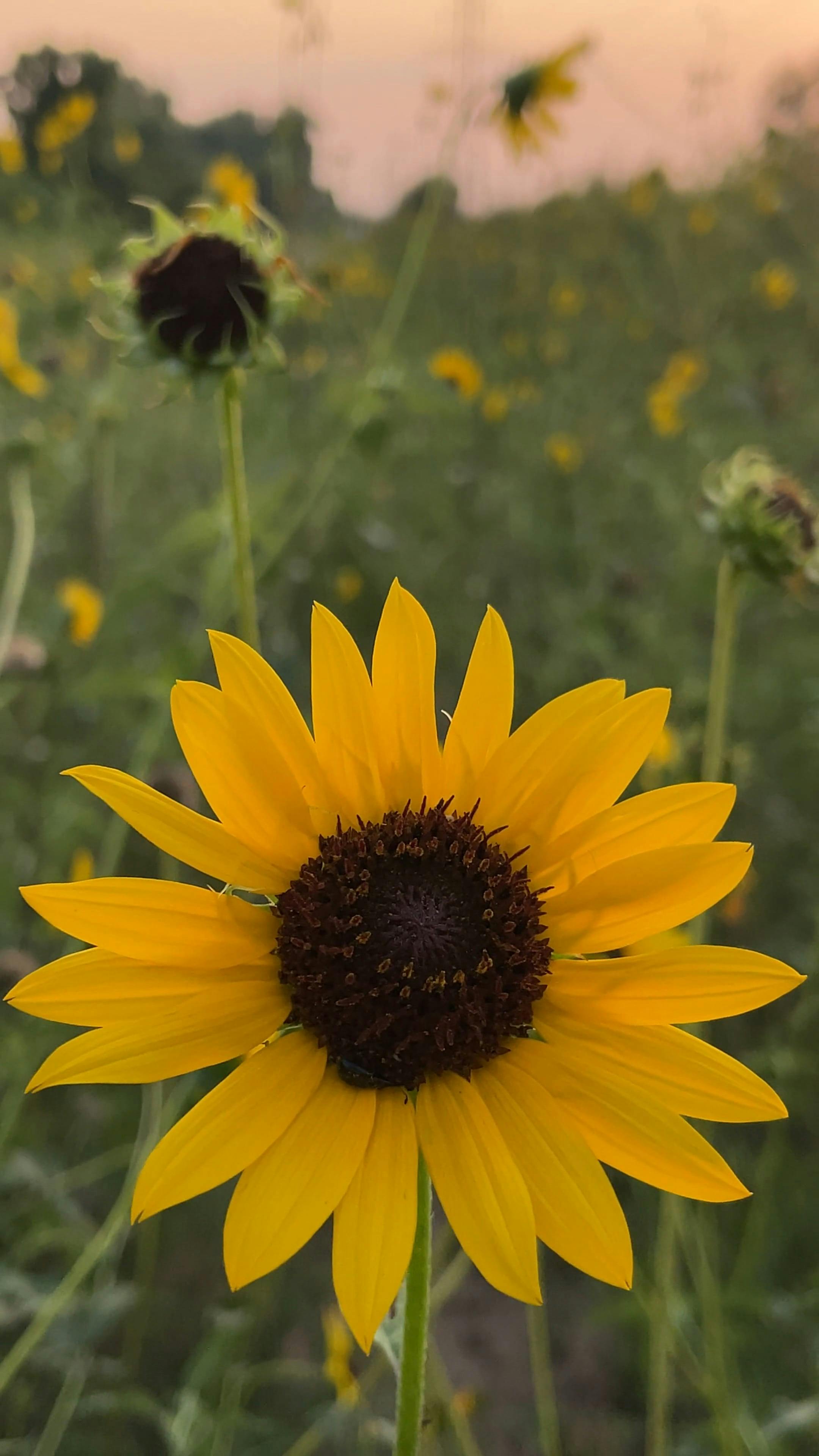 Close Up Video of a Flower Free Stock Video Footage, RoyaltyFree 4K