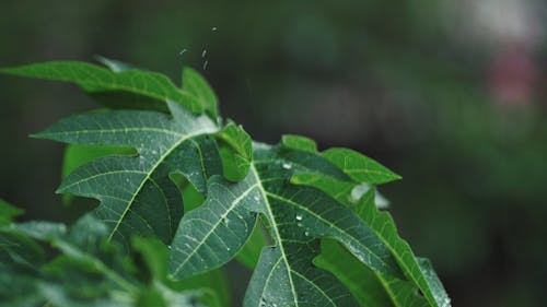 Raindrops Falling on Leaves 