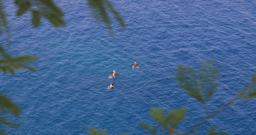 People Swimming In the Sea