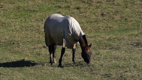 A Horse Eating Grass